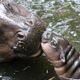 Illustration for article titled This Baby Pygmy Hippo Is the Cutest Thing on Planet Earth (No Arguing Please)
